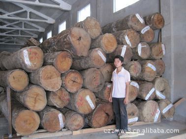 志敏帶皮緬甸花梨木原木 大口徑香紅木的卓越品質(zhì)與應(yīng)用