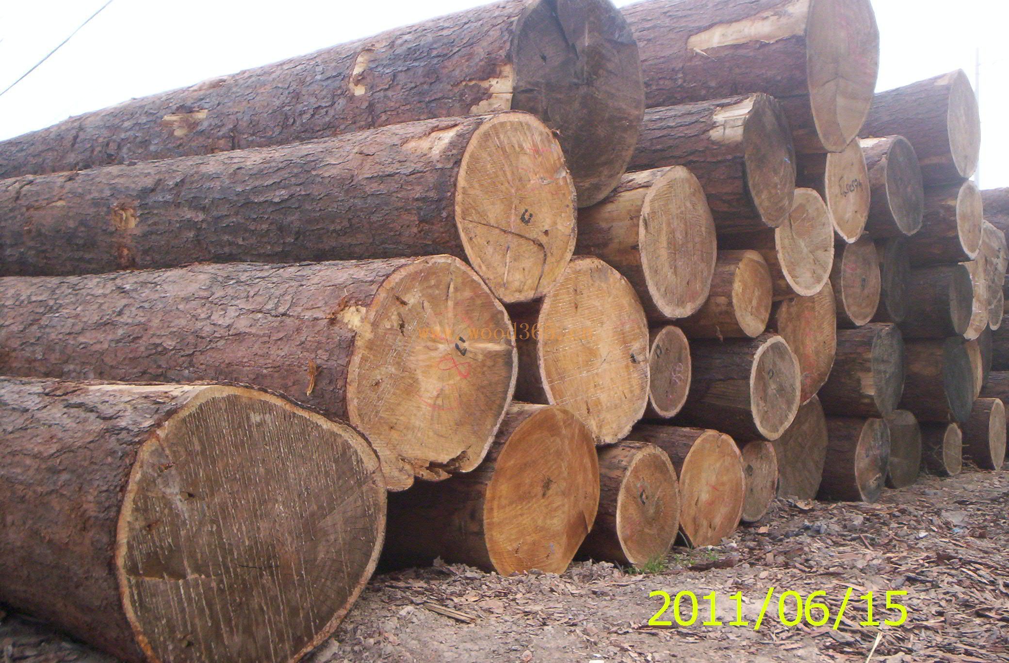 紅松原木、樟子松原木、落葉松原木與雜木——德州木材總公司的多元化供應與服裝服飾批發